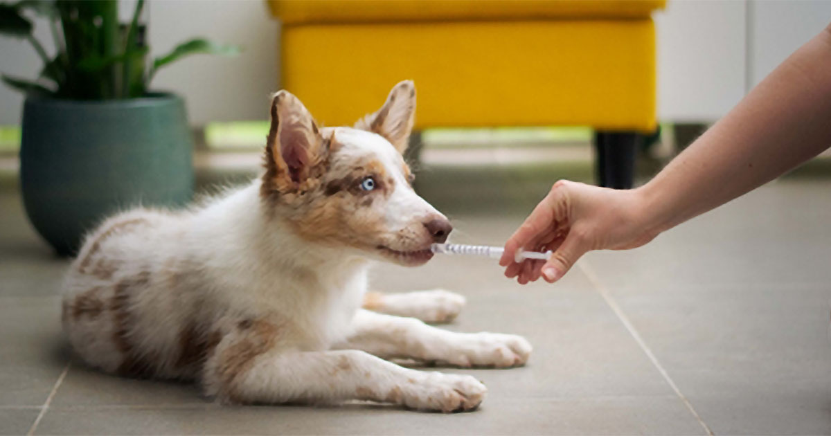 A puppy being fed medicine through a syringe by a vet